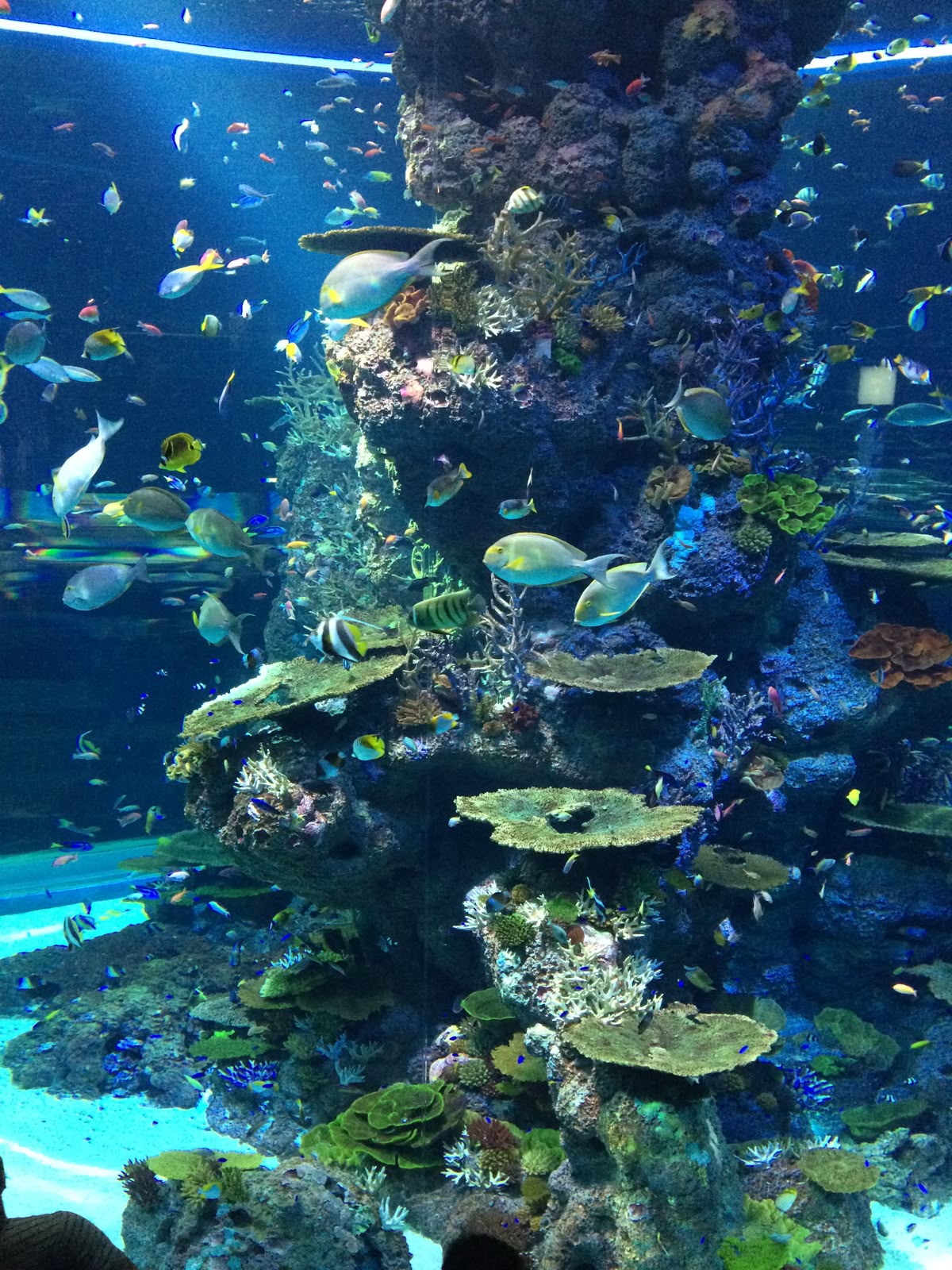 juwel aquarium singapore