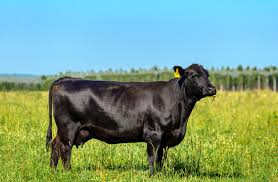 black cow