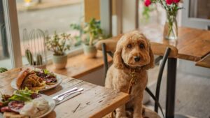 dog friendly places singapore